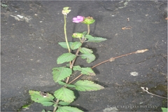Lantana indica